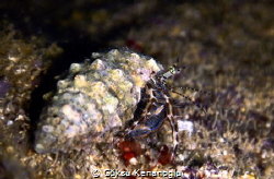A very small hermit crab on 8 meters inside a rock crevice. by Göksu Kenanoğlu 